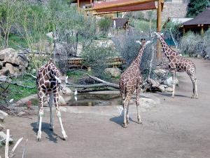Colorado Springs Cheyenne Mountain Zoo