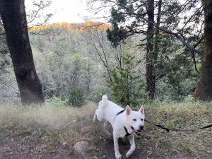 Tranquil and gentle Forest Overlook Trail Peaceful Forest Overlook Trail near Lake Arrowhead, photo by Tracy Vong