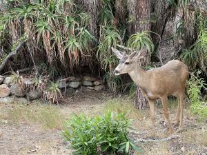 Catalina Island - Discover Avalon Tour