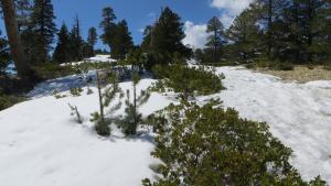 Hiking to Mount Baldy