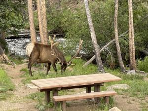 Rocky Mountains - Elk