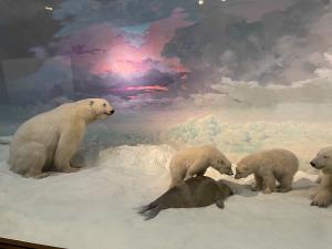 Denver Nature And Science Museum - Wildlife Halls