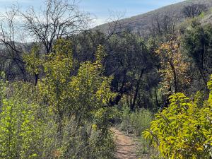 Escondido Falls - trail