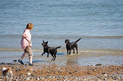 Dogs playing on the beach