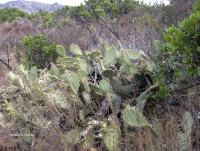 Cactus forest at Wildwood Park