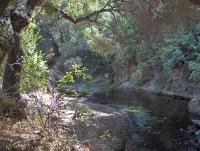 Paradise Falls hike - stream