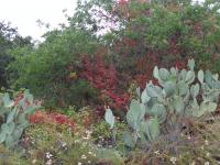 Oak Canyon Cactus