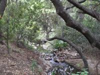 Oak Canyon Cactus