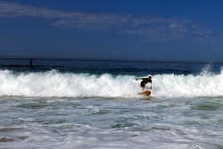 Surfer catching an ocean wave at Laguna Beach