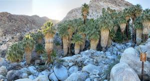 Fortynine Palms Oasis in Joshua Tree National Park