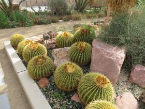 Las Vegas Springs Preserve - Cactus Garden