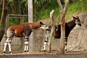 Okapi - Flickr - by - Don DeBold