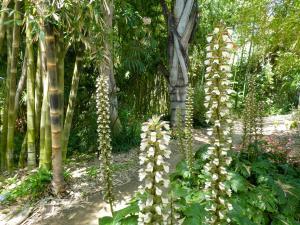 Bamboo Garden at San Diego Botanic Gardens