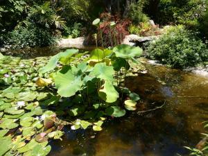 Pond at San Diego Botanic Gardens