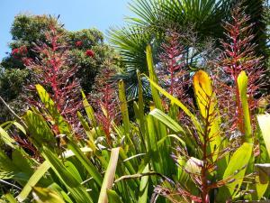 Scenic view at San Diego Botanic Gardens