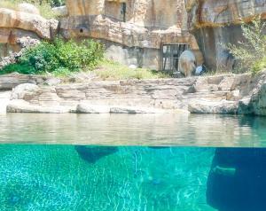 San Diego Zoo - Polar Bear