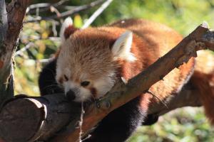Red Panda - Flickr - by ray_explores