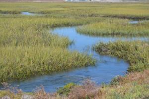 Aerial view of the salt marshes at Seal Beach National Wildlife Refuge
