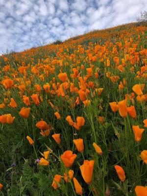 Walker Canyon Poppy Flower Super Bloom - Flowers