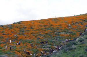 Walker Canyon Poppy Flower Super Bloom - Hills