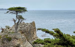 The iconic Lone Cypress along 17-Mile Drive