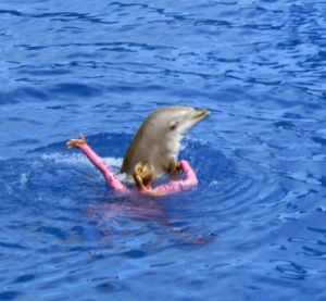 Dolphin Days
