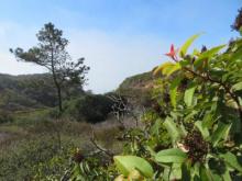 Torrey Pines State Reserve - Razor Point Trail