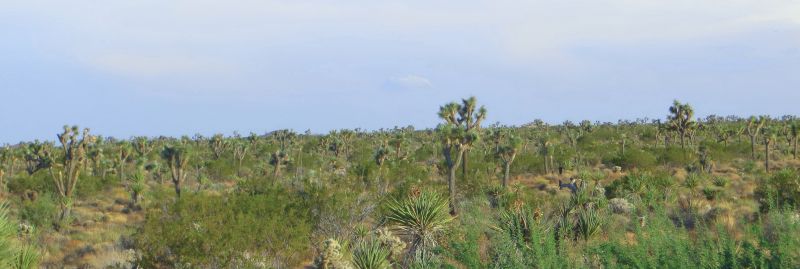 Geological landscape of Joshua Tree National Park