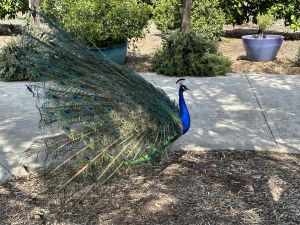 Peacock in Los Angeles Arboretum