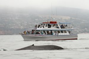 Whale and Dolphin Watching - Ocean Explorer