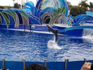 SeaWorld SD - Dolphin Days