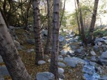 Switzer Falls California - Trees