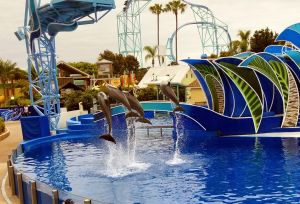 SeaWorld San Diego - Dolphin Days