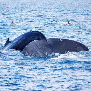 Whale and Dolphin Watching - Blue Whale