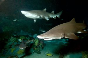 Shark Encounter