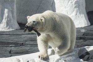 Wild Arctic