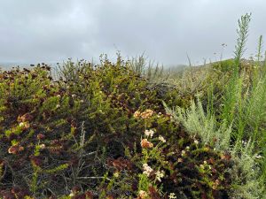 Rugged landscape at Crystal Cove - Pacific Ridge