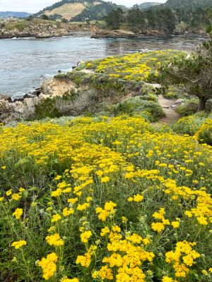 Monterey - Point Lobos State Reserve
