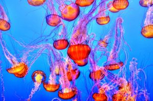 Jellyfish at Monterey Bay Aquarium