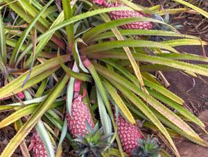 Oahu Dole Plantation