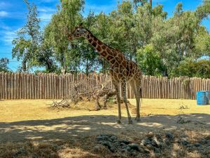 Sacramento - Zoo
