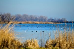 Belle Isle Detroit By Traciemichelle