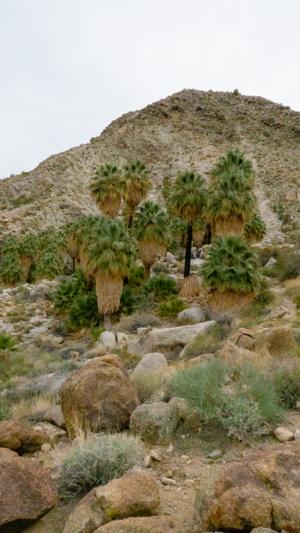 Fortynine Palms Oasis, Joshua Tree | I wish you were here
