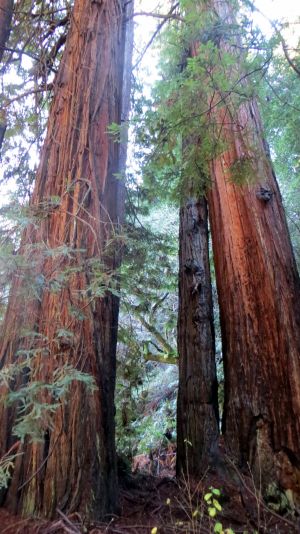 Muir Woods National Monument entrance with tall redwood trees